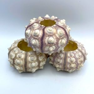 3 Sputnik Sea Urchin Shells Air Plant Holders Aquarium Decor Arts Craft Projects